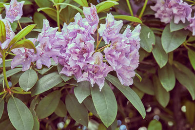 Close-up of pink flowering plants
