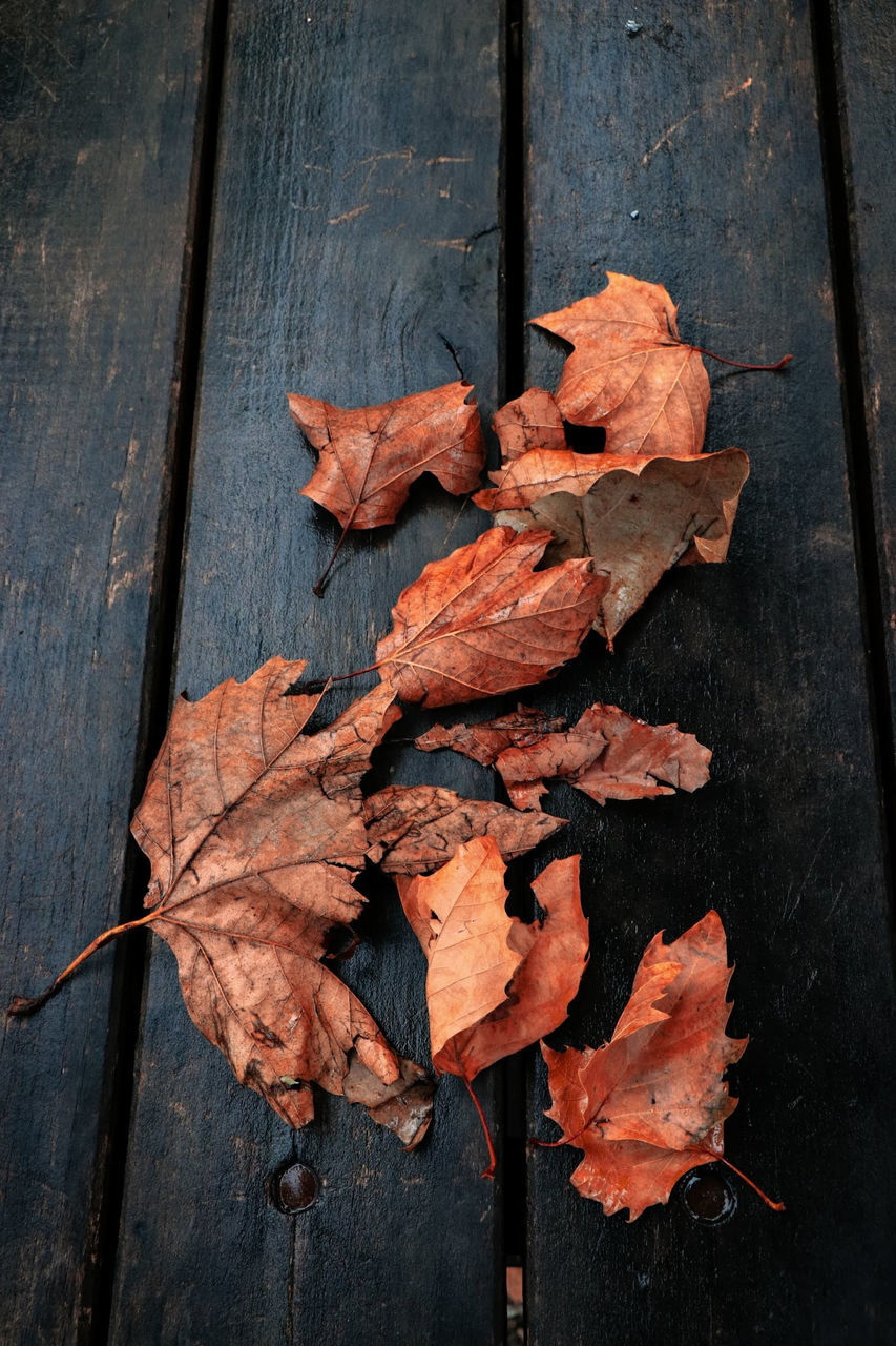 leaf, plant part, autumn, wood - material, dry, close-up, vulnerability, fragility, change, no people, nature, high angle view, day, plant, leaves, beauty in nature, brown, outdoors, natural pattern, maple leaf, dried, wilted plant