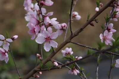 Close-up of pink flowers on tree