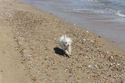 High angle view of dog on beach