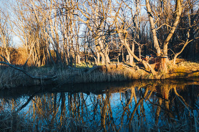 Reflection of bare trees in lake