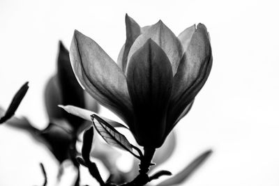 Close-up of flower over white background