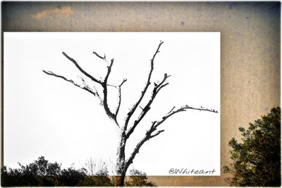 Bare trees against sky