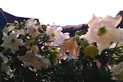 Close-up of flowers blooming on tree