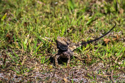 Close-up of lizard on grass