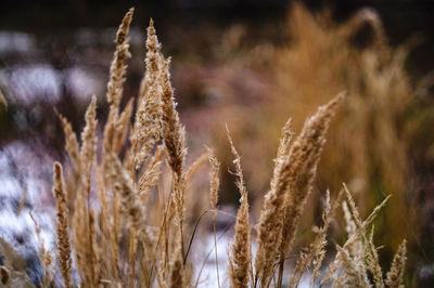 Close-up of wheat growing on field