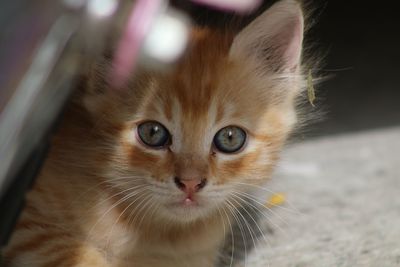 Close-up portrait of cat