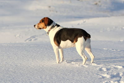 Side view of dog on snow covered landscape