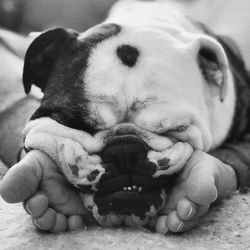 Close-up of dog sleeping