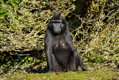 Monkey sitting on field