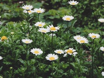 Close-up of white daisy flowers on field