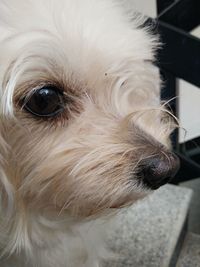 Close-up portrait of dog