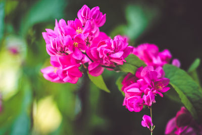 Close-up of pink rose flowers