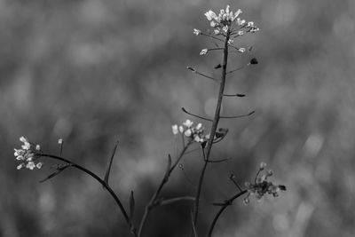 Close-up of flowering plant
