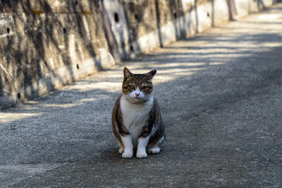 Portrait of cat on footpath