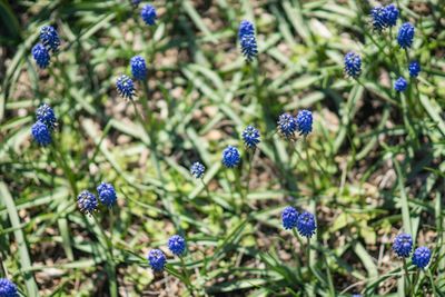 High angle view of blue flowers growing in park