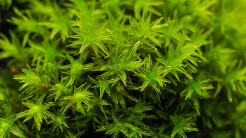 Extreme closeup of rare decorative green moss, selective focusing. background concept.