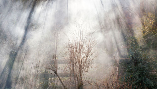 Trees in forest