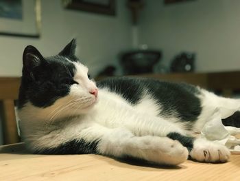 Close-up of cat lying on floor