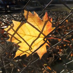 Close-up of leaves on chainlink fence