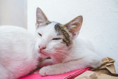 Close-up portrait of cat