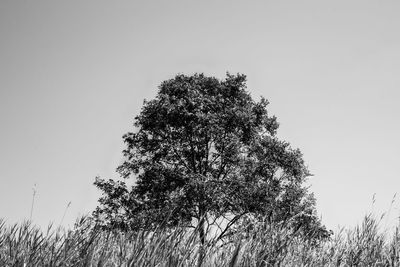 Low angle view of tree against clear sky