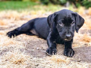Portrait of black puppy on grass