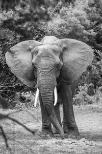 Elephant eating grass in black and white
