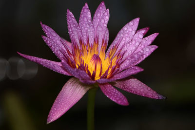 Close-up of purple flowering plant