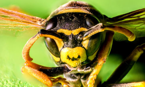 Macro shot of insect on leaf