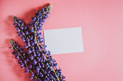 Close-up of pink flowers against wall