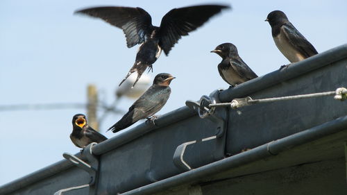 Low angle view of swallows on bridge