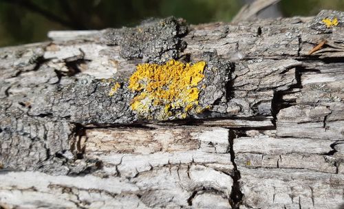 Close-up of yellow tree trunk on wall