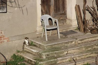 View of a cat sitting on wall