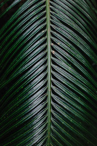 Full frame shot of green leaf