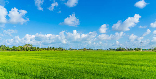 Panoramic view of agricultural field against sky