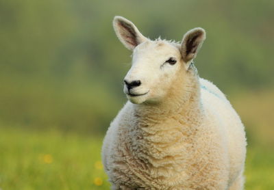 Close-up of sheep on field