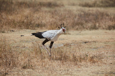 Side view of a bird flying