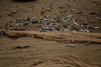 High angle view of text on beach