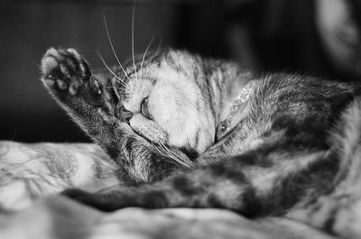 Close-up of cat lying on bed at home