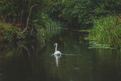 Birds in calm lake