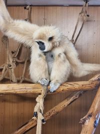 Close-up of monkey on wood at zoo
