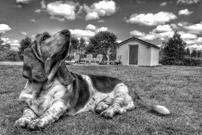 Close-up of dog against sky