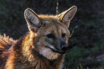 Close-up portrait of lion