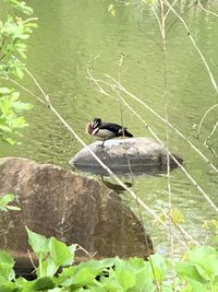 Bird on a lake