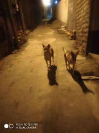 View of dogs on street in city