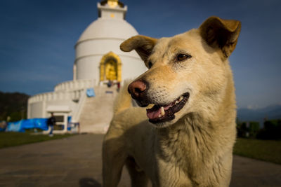 Close-up of dog against temple