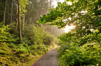 Road amidst trees in forest