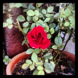 Close-up of pink rose