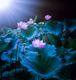 Pink water lilies blooming in lake